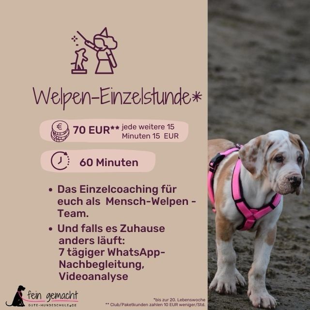 Welpen-Einzelstunde